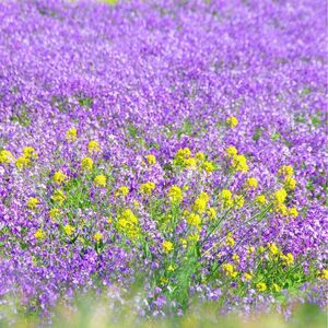 【売切次第終了！】ムラサキハナナ☆紫花菜 花の種 100粒以上！