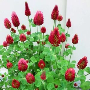 【花の種】ストロベリーキャンドル 種子 20g！緑肥 ドライフラワー