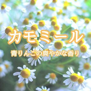 【ハーブの種】カモミール☆カミツレ 花の種子300粒以上！アロマ グランドカバー