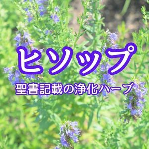 【ハーブの種】ヒソップ☆ヤナギハッカ 種子 約50粒！
