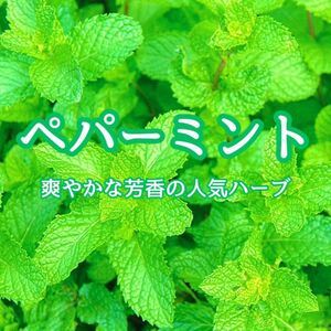 【ハーブの種】ペパーミント☆セイヨウハッカ 種子200粒以上！防虫グランドカバー
