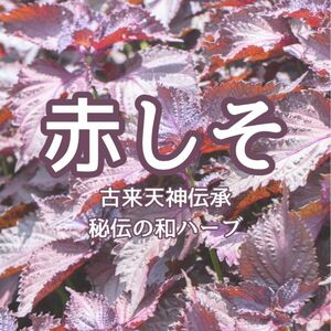 【ハーブの種】天神赤しそ☆紫蘇 野菜の種子 200粒以上！和ハーブ 紫蘇ジュース