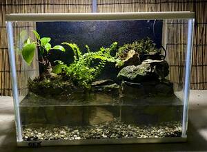  water. current .. terrarium aquarium moss lium