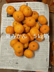 家庭用　夏みかん　５kg箱　2Lサイズ