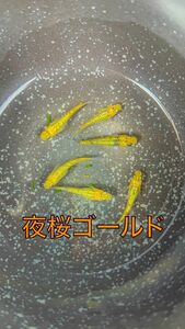 夜桜ゴールドメダカの卵　20粒＋α