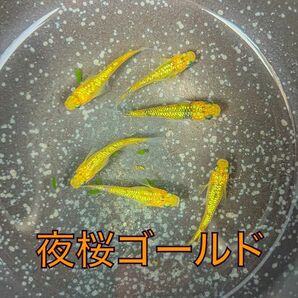 夜桜ゴールドメダカの卵　60粒＋α