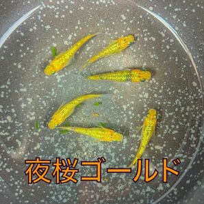 夜桜ゴールドメダカの卵　100粒＋α