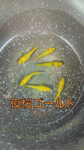夜桜ゴールドメダカの卵　40粒＋α