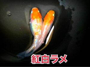 紅白ラメめだか有精卵　30個プラスα 幹之　みゆき　白ラメ めだかの卵 メダカ　【綺（あや）めだか】