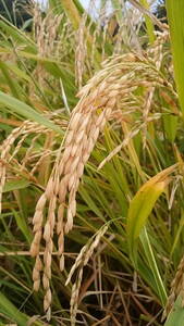 【送料無料/即決】田んぼがなくても畑で栽培できるネリカ米（陸稲）の種籾