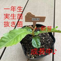 琵琶　びわ　ビワ　実生苗　抜き苗　苗木 果樹 無農薬　甘い琵琶　1株_画像1