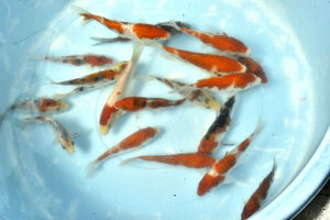 [ colored carp * Mix *20 tail set *15 centimeter rom and rear (before and after) * including in a package un- possible ]