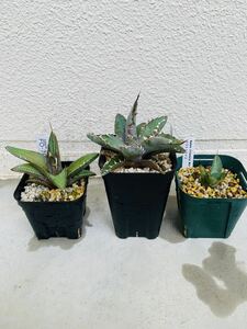 [ agave set sale ] black and blue white ice FO-76 departure root settled 