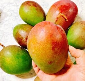大きめ！沖縄産摘果グリーンマンゴー！たっぷり5kg！！サラダやピクルスにも！