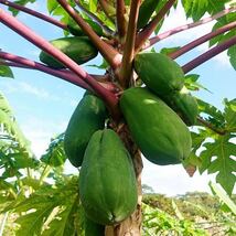 酵素たっぷり！！サラダや炒め物に！沖縄産青パパイヤ野菜パパイヤ無農薬！おまかせ1.5kg以上_画像2