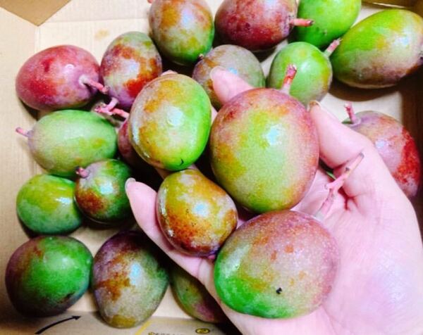 カリカリ青マンゴー！沖縄産摘果グリーンマンゴー！コンパクトにぎっしり！！お試しに！