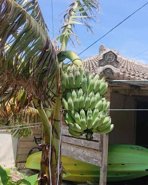 お庭でも！ バナナの王様　ドワーフ ナムワバナナの株分け苗 !