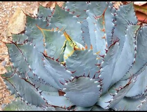 N1666多肉植物アガベ チタノタ 牛角龍