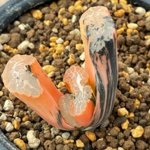 NG1449ハオルチア ハオルシア 玉扇錦 赤斑 多肉植物_画像4