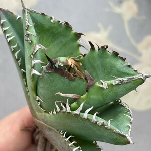 NG1488アガベ チタノタ 蟹 カニ Agave