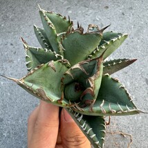 川崎N1777アガベ チタノタ 蟹 カニ Agave2_画像2