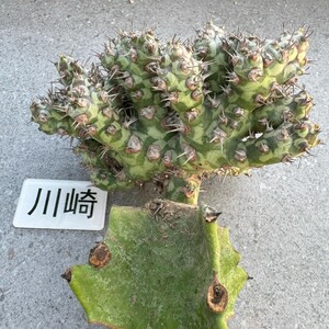 川崎N1786多肉植物 Euphorbia Horwoodii 挿木株