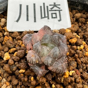 川崎N1864多肉植物　ハオルチア　ハオルシア　OB-1紫オブツーサ錦　