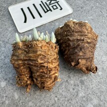 川崎N1865quinaria ssp. alstonii うつぼ錦（赤花） 実生苗　【多肉植物　Avonia　アボニア】2_画像1