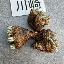 川崎N1866quinaria ssp. alstonii うつぼ錦（赤花） 実生苗　【多肉植物　Avonia　アボニア】3_画像4