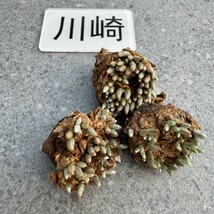 川崎N1866quinaria ssp. alstonii うつぼ錦（赤花） 実生苗　【多肉植物　Avonia　アボニア】3_画像1