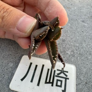 川崎N1930多肉植物 アガベ チタノタ 豆豆龍2