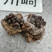 川崎N1976貴重植物 Anacampseros comptonii 特選2株_画像2