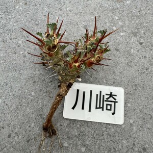 川崎N1995Monsonia crassicaulis モンソニア クラシカウリス★サルコカウロン　クラシカウレ★コーデックス★塊根植物