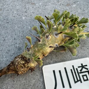 川崎N2155Monsonia crassicaulis モンソニア クラシカウリス★サルコカウロン　クラシカウレ★コーデックス★塊根植物