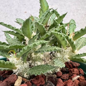 多肉植物Euphorbia tulearensis-ユーフォルビア・トゥレアレンシス塊根①