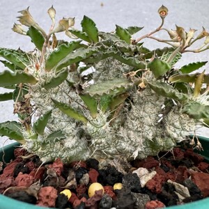 多肉植物Euphorbia tulearensis-ユーフォルビア・トゥレアレンシス塊根③