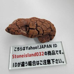 コプロライト 化石75.12ｇ 生痕化石 6500万年前 パワーストーン 鉱物 鉱石 希少 化石 天然 高品質 鉱物化石シリーズ O351