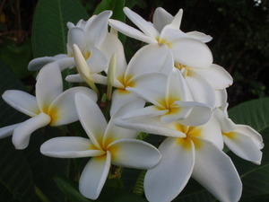 * plumeria *. tree branch white flower *3 moreover, 