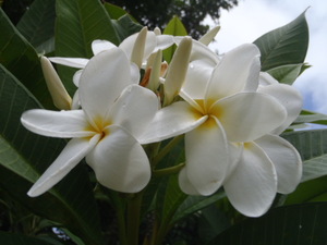 * plumeria *. tree branch white, red, Rainbow 3 pcs set *