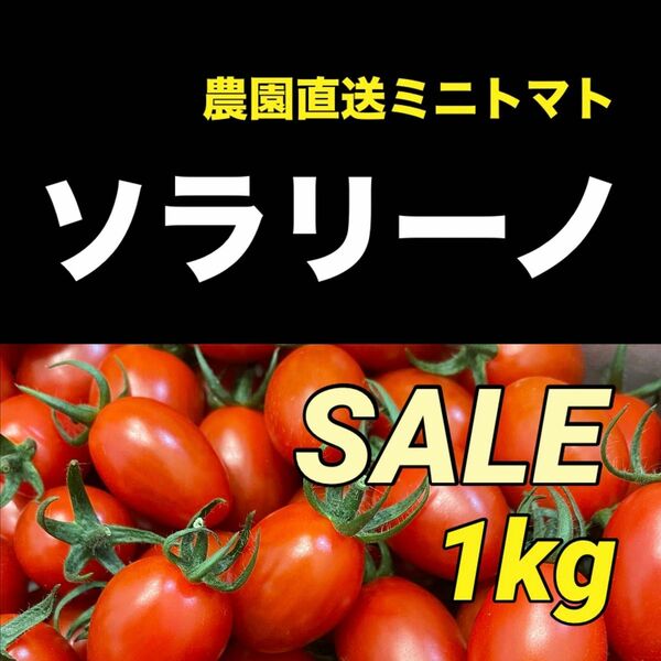 【数量限定セール★】高糖度　ソラリーノ　1kg　バラ　栃木県産　農園直送　プリッとコクうま　ミニトマト　