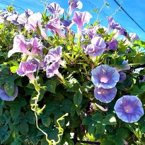 アサガオ ・ 朝顔 あさがお 種 (グレイミスト 他) 花の種