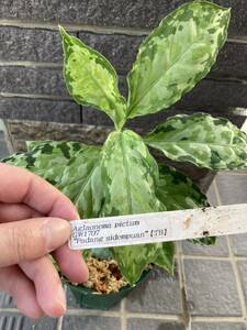 　TB便　ネームド株　ルビノフ GW1707 アグラオネマ　ピクタム　Aglaonema pictum 増殖株