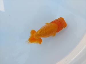  excellent .. golgfish two -years old a(15cm) * animation equipped *