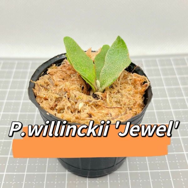 ビカクシダ P.willinckii 'Jewel' spore