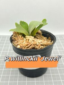 ビカクシダ P.willinckii 'Jewel' spore