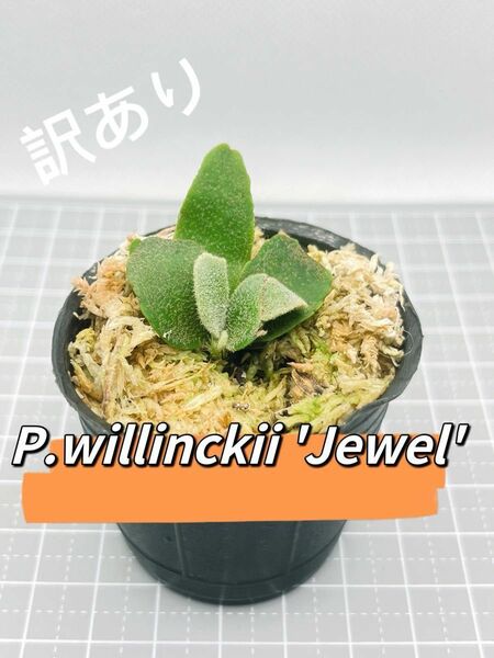 ビカクシダ P.willinckii 'Jewel' spore 訳あり