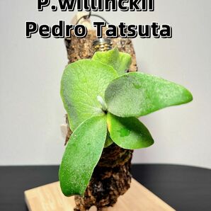 ビカクシダP.willinckii Pedro Tatsuta sporeポルトガル産最高品質厚めコルク樹皮着生