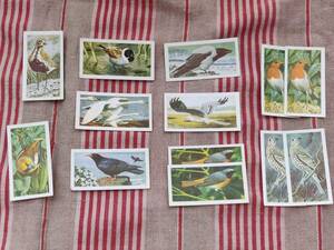 イギリスの野鳥　図鑑　プリント　印刷物　イギリス　ティーカード　トレーディングカード　英国紅茶　アンティーク　ヴィンテージ　バード