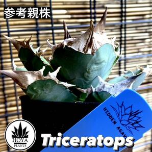 HIDDEN AGAVE★Triceratops★ジェレミーのトリケラトプス特選子株！検: 白犀牛、シロサイ、オテロイ、アガベ、チタノタの画像1