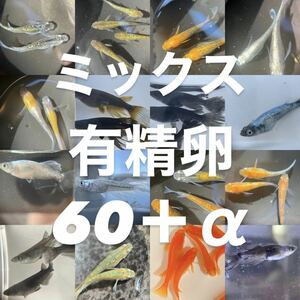 【恵智目高】ミックスメダカ 有精卵 60個＋α（検索用）メダカ めだか ラメ ヒレ長 体外光 観賞魚 鑑賞魚 熱帯魚